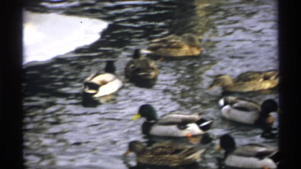 1971 Wisconsin home-movie frame showing mallard ducks on a pond beside snow patches and rocks.