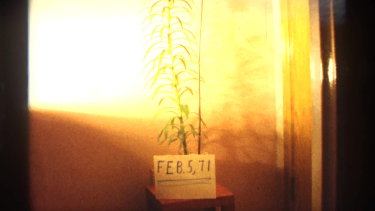 Potted plant beside a handwritten date card reading FEB. 5, 71.