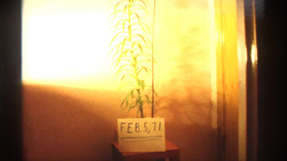 Interior 8mm frame with a potted plant and handwritten FEB. 5, 71 date card, supporting the 1971 reel date.