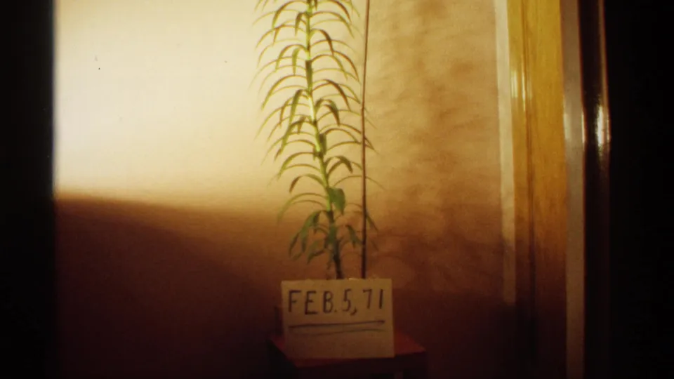 Home-movie date-card frame showing a potted plant, warm interior wall, and handwritten FEB. 5, 71 marker.
