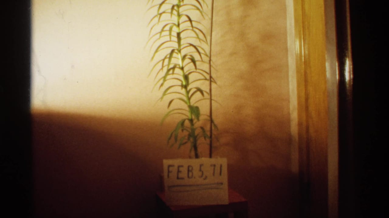 Tall indoor lily beside a handwritten 'FEB. 5, 71' date card on a small table.