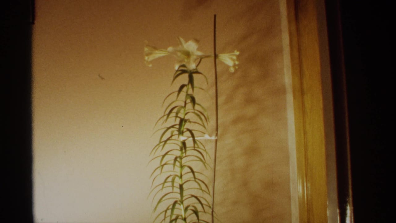 White lily blossoms at the top of a tall staked stem against a warm wall.
