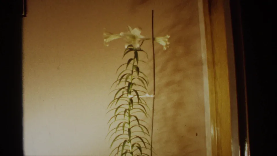 1971 Wisconsin 8mm frame showing the lily's full height with white blooms and a thin support stake.