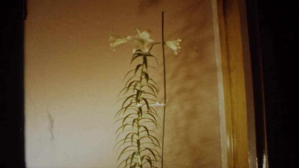 1971 Wisconsin home-movie frame of a tall white lily indoors, framed by warm wall tones and wood trim.