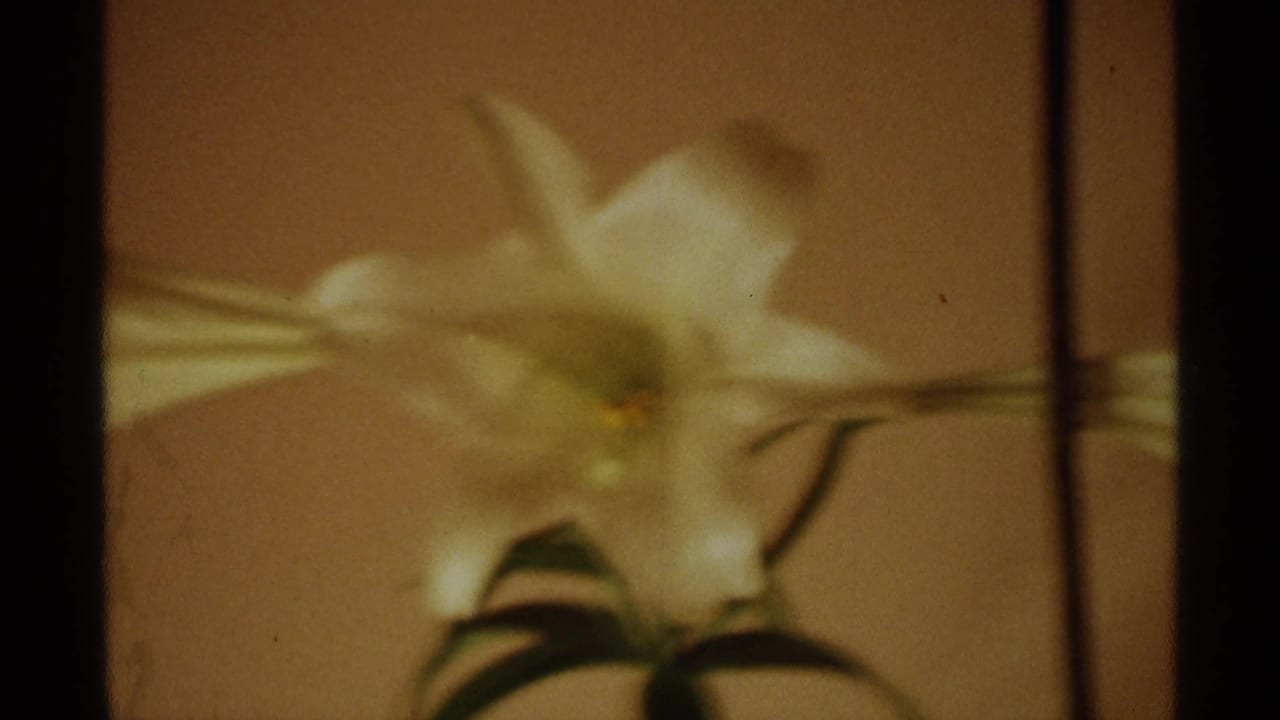 Soft-focus white lily with green stem and dark leaves against a warm plain background.