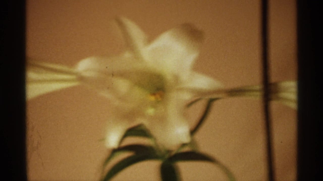 White lily centered in soft focus with a horizontal stem line and dark leaves below.