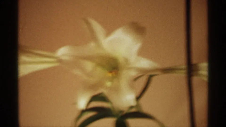 1971 Wisconsin 8mm frame with the white lily filling more of the view, its petals and lower leaves blurred by soft focus.