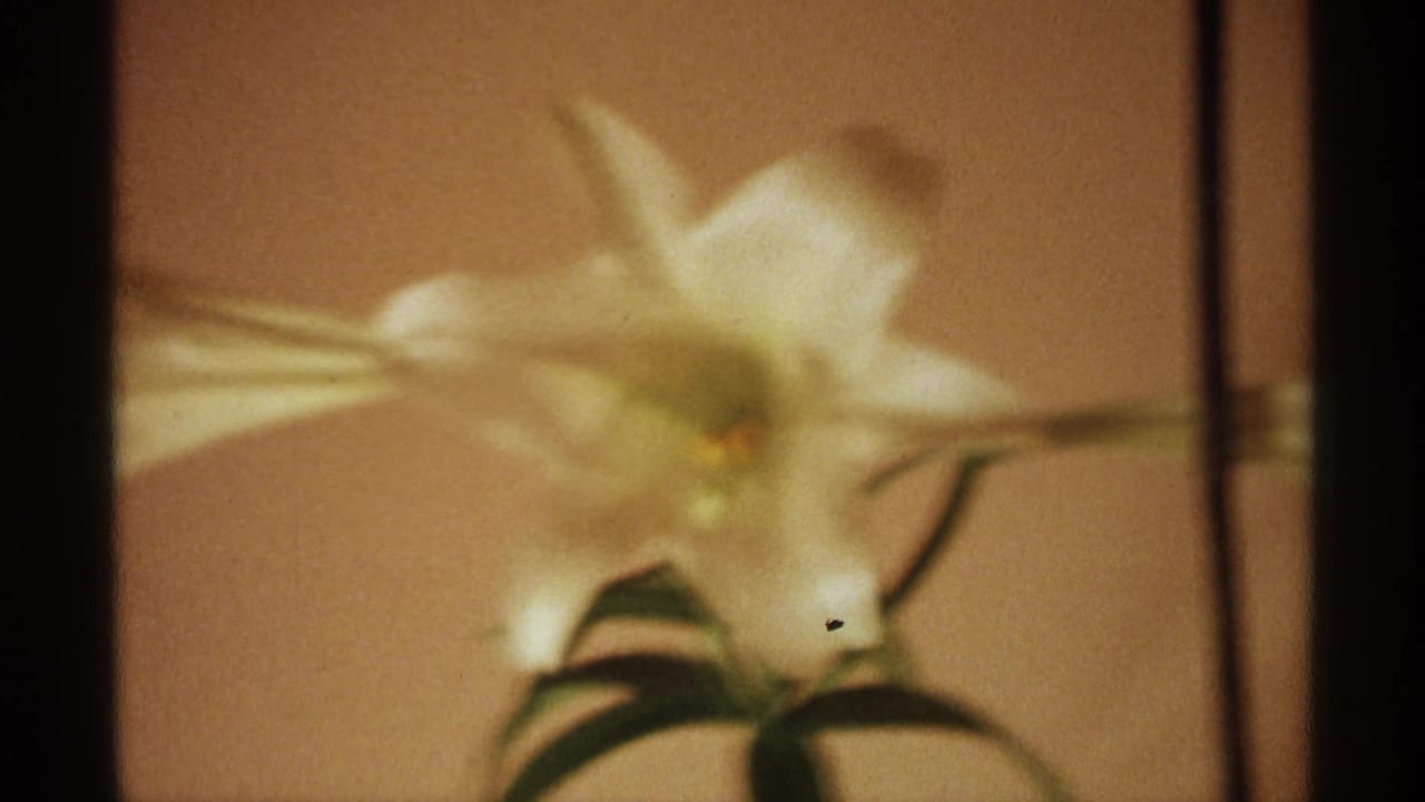 Soft-focus white lily against a warm brown backdrop.