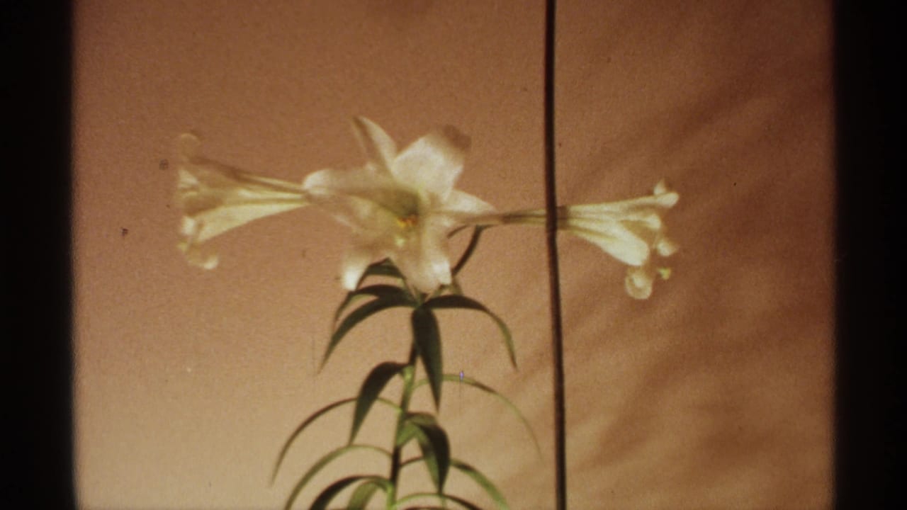 1971 Wisconsin 8mm frame showing a white lily with long petals, green leaves, and a dark vertical film edge.