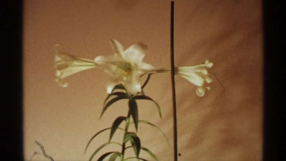 1971 Wisconsin 8mm frame of a white lily on a slim stem, with leaves and warm soft-focus background.