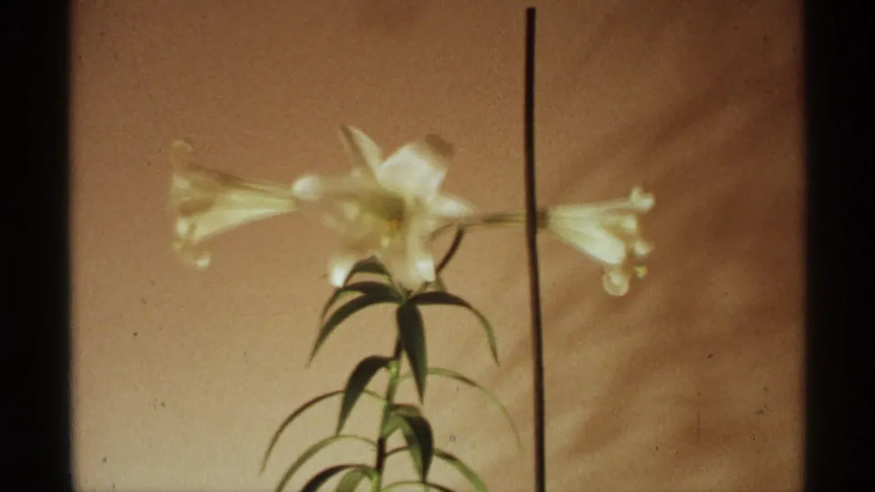 1971 Wisconsin 8mm frame with a softly focused white lily, green leaves, warm backdrop, and visible film texture.