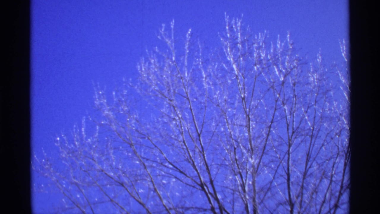 Frost-bright bare branches reaching into a vivid blue sky.