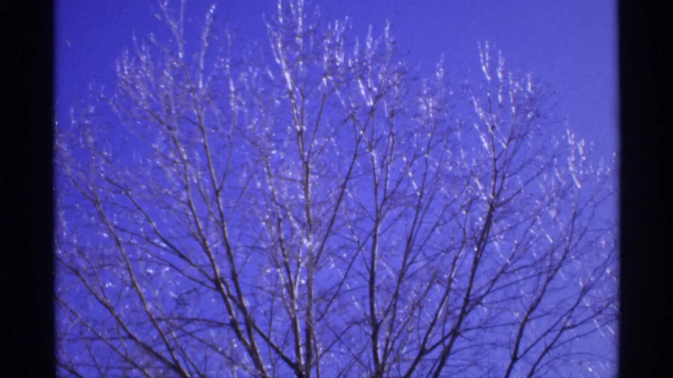 1971 Wisconsin 8mm frame showing a bare deciduous tree with many fine branches against a vivid blue sky.
