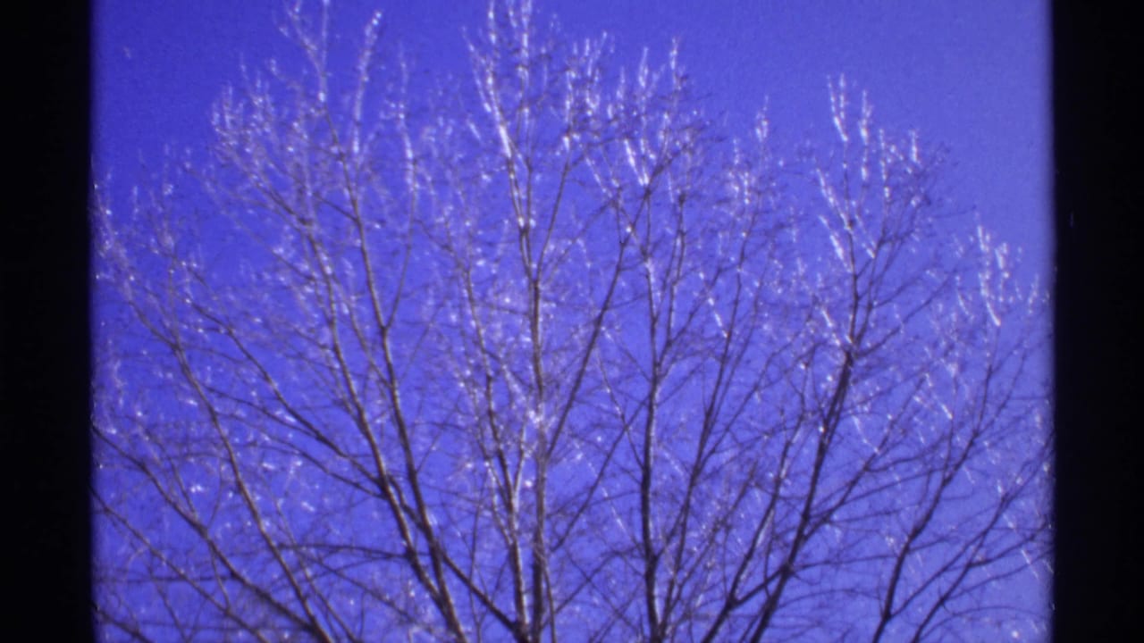 Frost-coated bare tree branches reaching into a vivid blue sky.