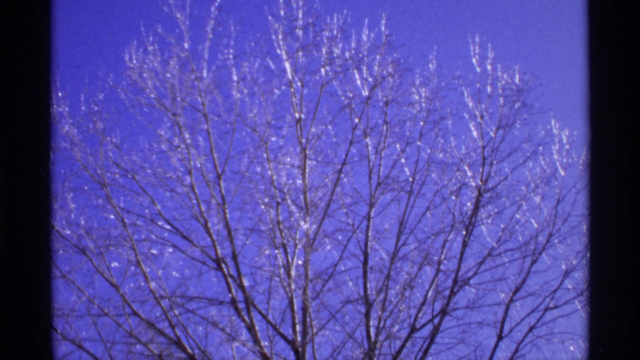 Leafless frost-covered tree crown against a clear blue sky.