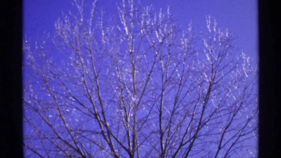 A handheld 8mm view of a frost-lined tree crown under a bright blue sky, supported by metadata as Wisconsin in 1971.