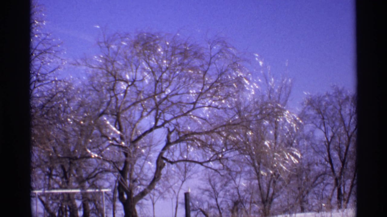 Bare trees and bright icy branches silhouetted against a saturated winter sky.