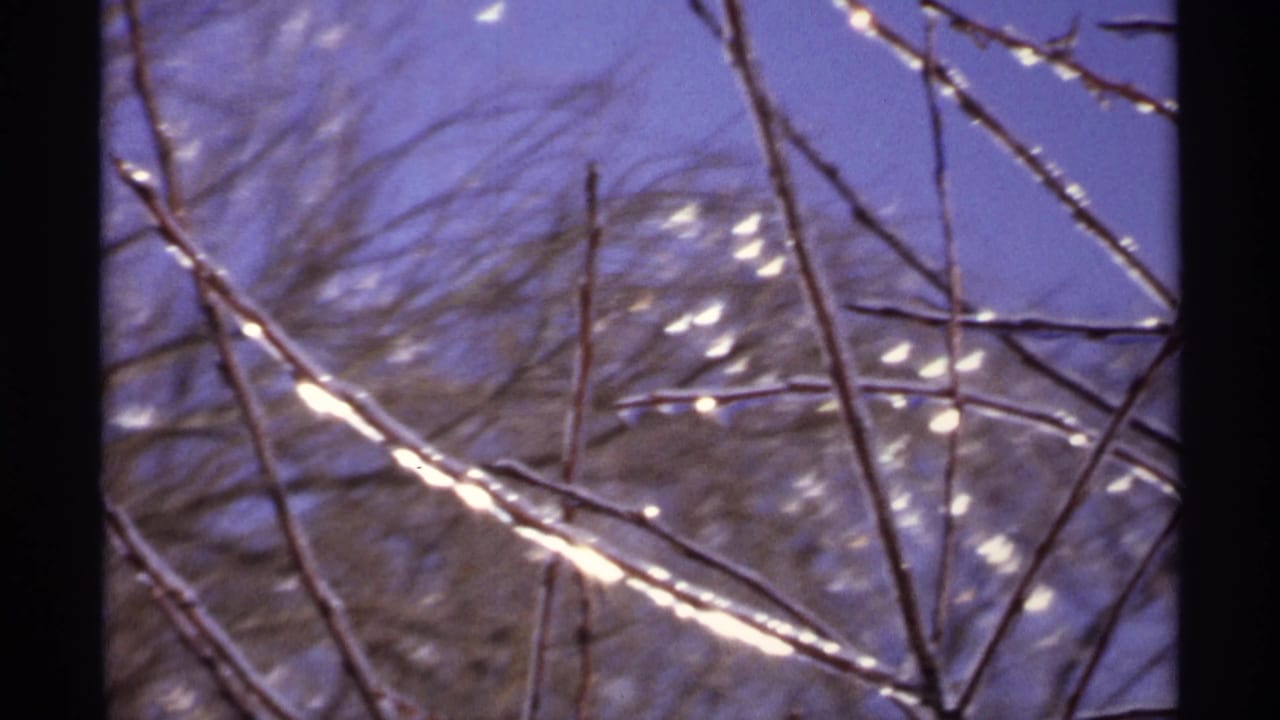 Ice-coated bare branches in front of a snowy winter landscape.