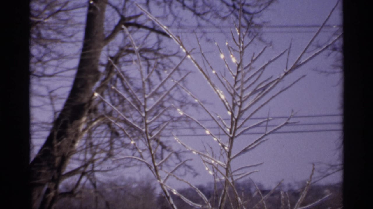 Ice-coated bare branches against a purple winter sky with tree trunks and power lines.