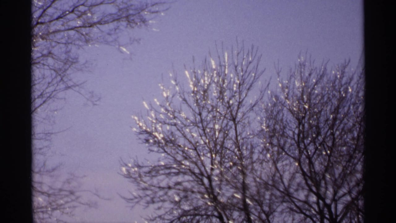 Bare winter trees with icy branches against a pale purple sky.