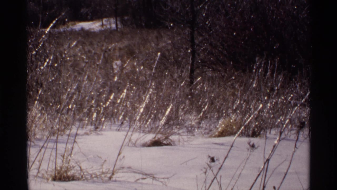 Wisconsin 1971 winter field edge with snow, frost-coated reeds, and dark brush in soft 8mm color.