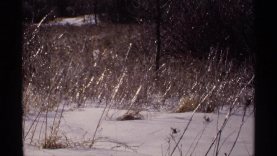 Wisconsin 1971 winter field edge with snow, frost-coated reeds, and dark brush in soft 8mm color.