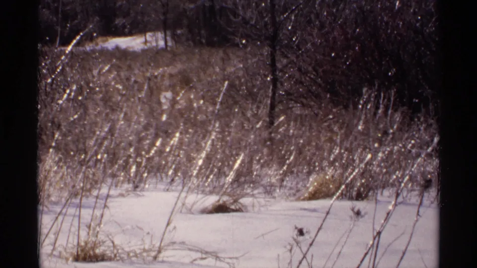 Wisconsin 1971 8mm frame of frosted grasses and reeds crossing a quiet snow-covered field edge.