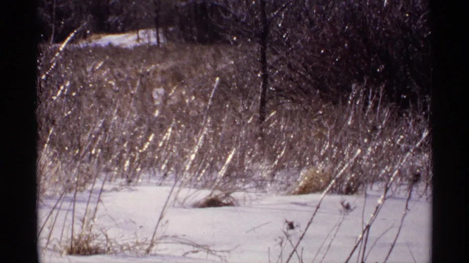 Wisconsin 1971 home-movie frame showing snow, frosted reeds, and a shaded winter brush line.
