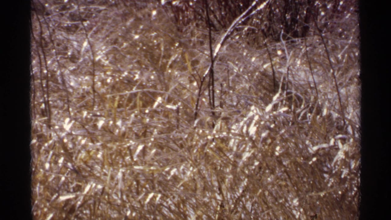Frost-covered dry grass and winter brush with snow patches behind dark film-frame edges.