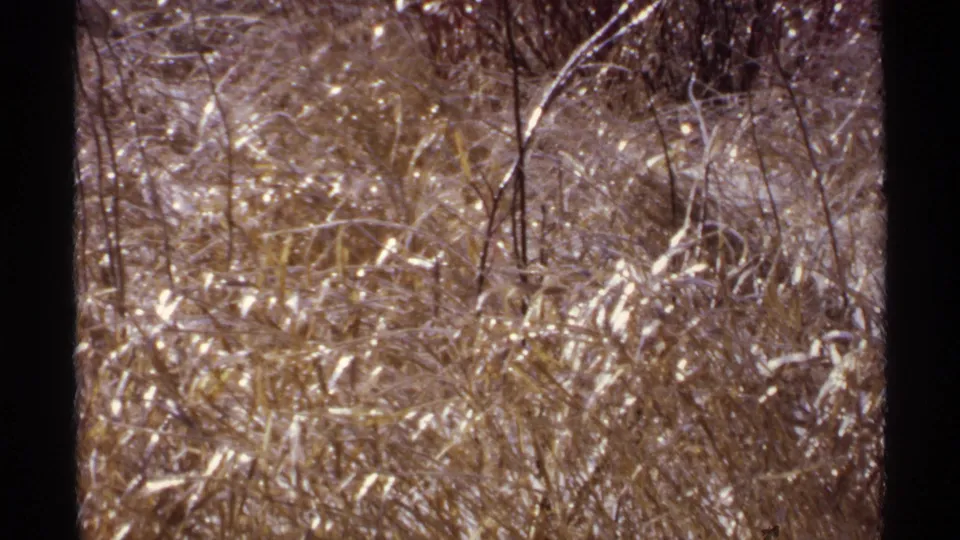 1971 Wisconsin 8mm frame showing frost-coated grasses, bare stems, and scattered snow in a quiet winter landscape.
