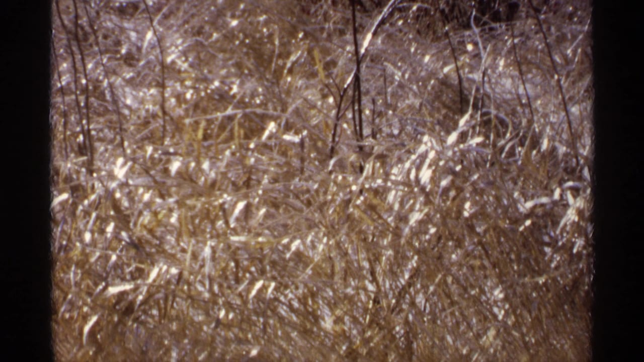 Dense frozen grasses and bare brush lit by winter sunlight, framed by dark film edges.
