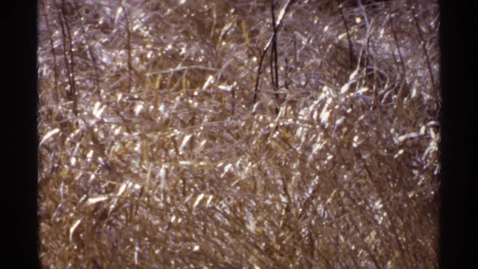 1971 Wisconsin 8mm close view of frost-touched grass and tangled winter stems with muted snow in the background.