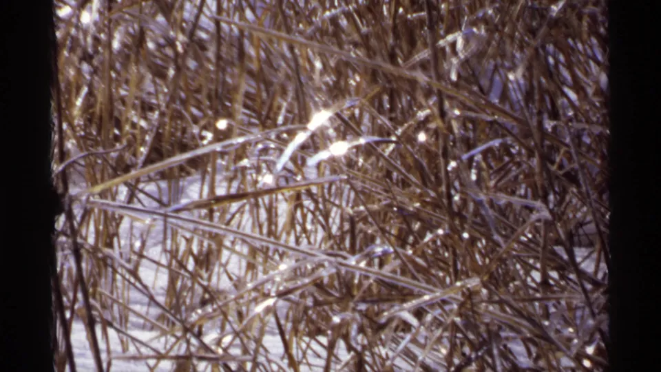 1971 Wisconsin home-movie frame with tangled reeds, frost-bright grasses, and snow visible near the ground.