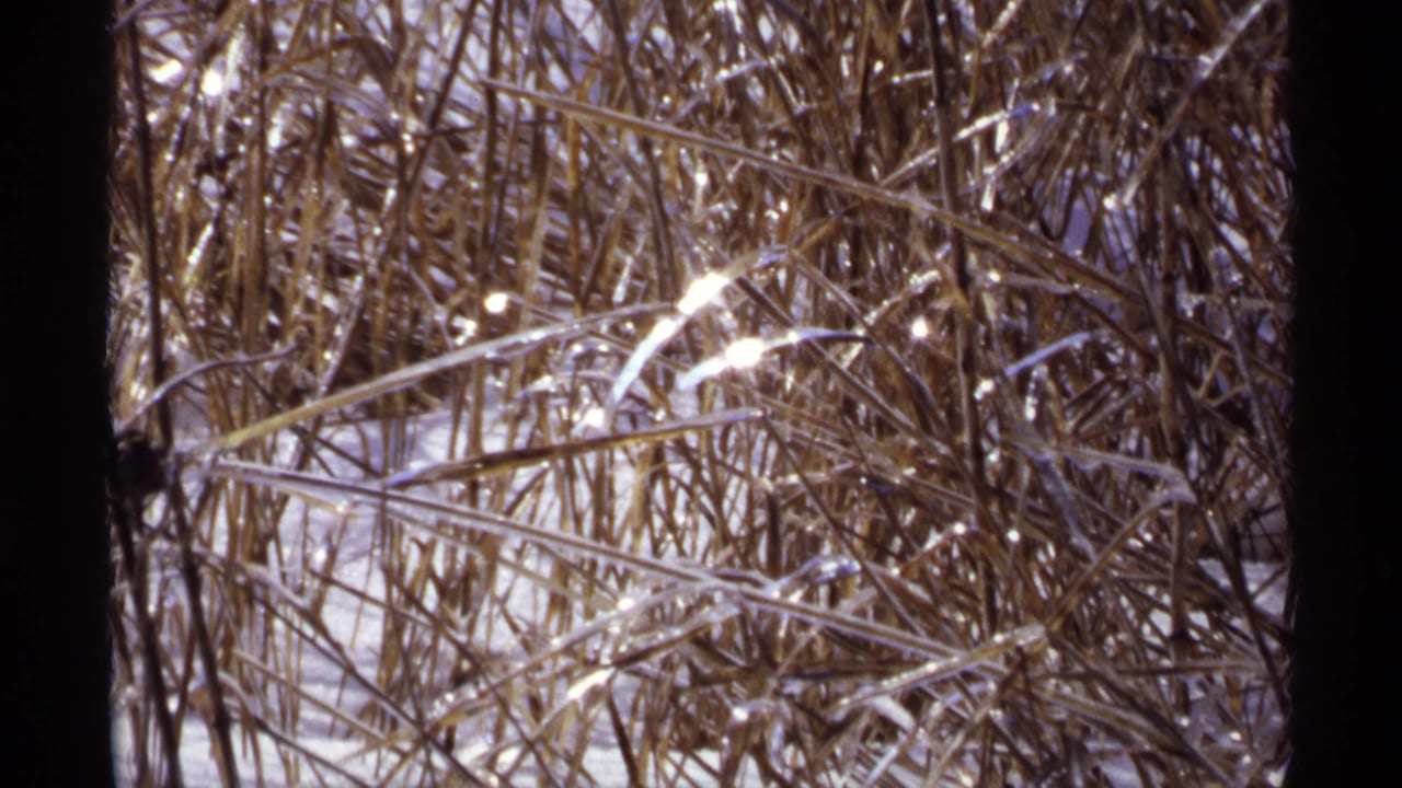Close view of ice-coated reeds with snow behind them.