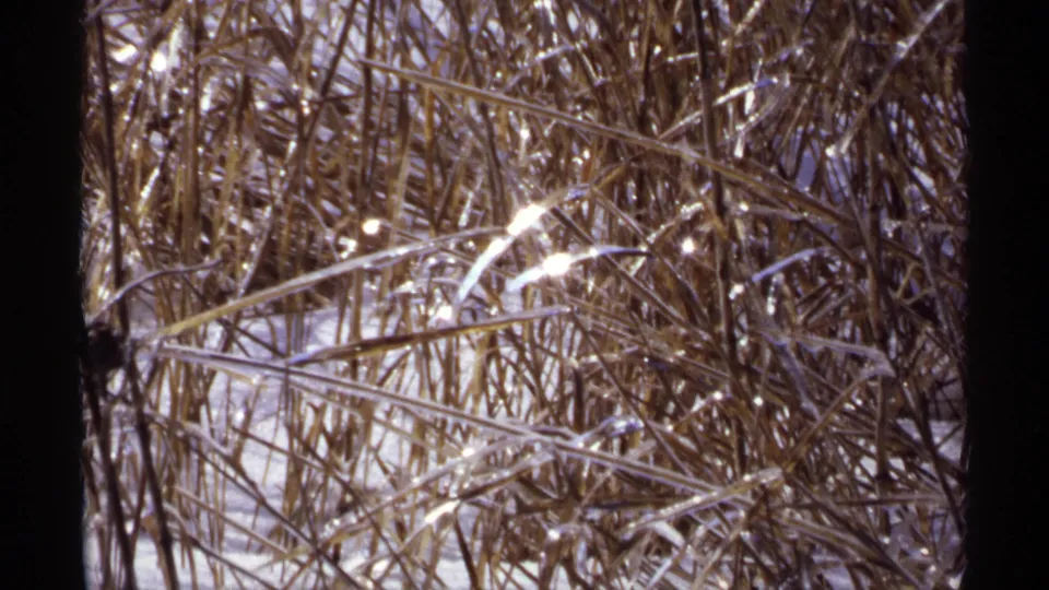 1971 Wisconsin 8mm frame showing ice-covered reeds catching pale winter light over patches of snow.