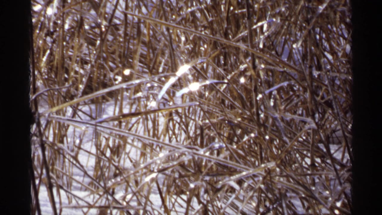 Ice-glazed reeds and dry grass filling the frame.