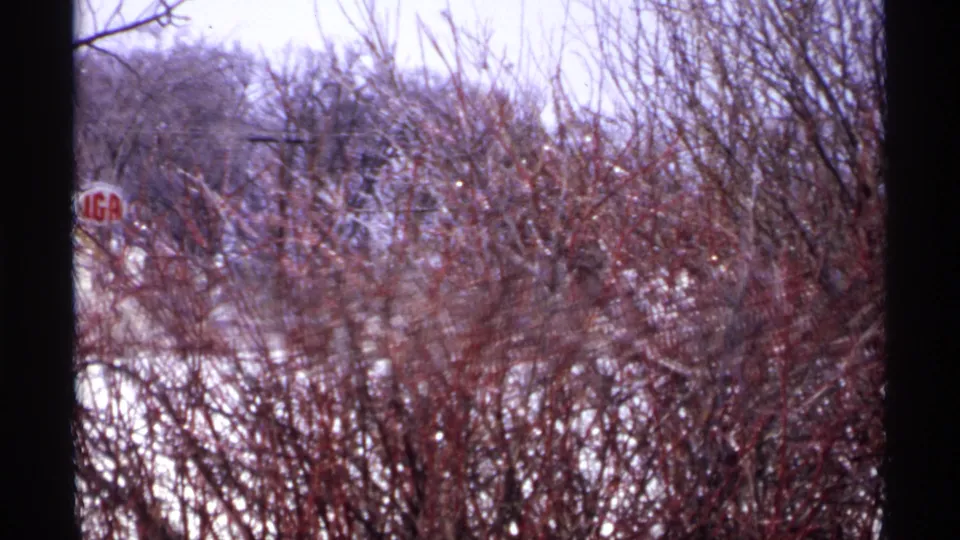1971 Wisconsin 8mm frame showing snow-dusted reddish branches and winter brush under a pale sky.