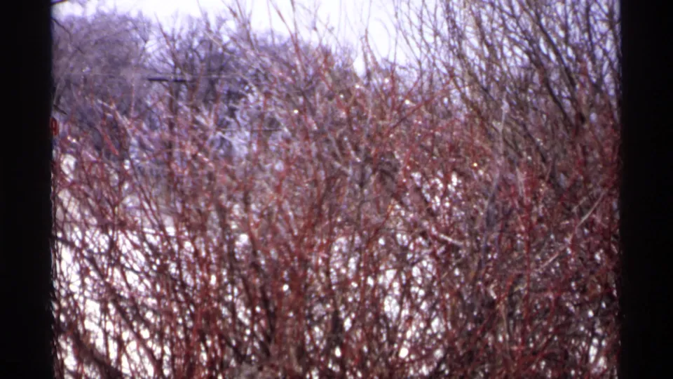 1971 Wisconsin 8mm frame with dense bare brush, reddish twigs, and snow patches in a quiet winter landscape.