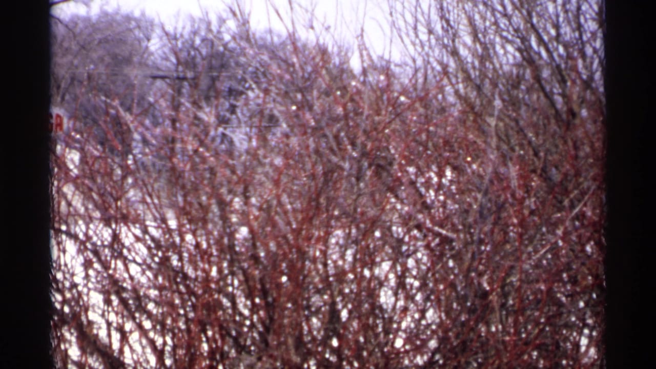 Snow-covered reddish shrubs and bare branches in a winter landscape.
