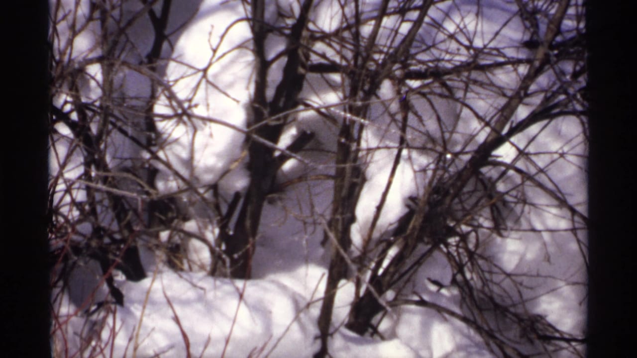 1971 Wisconsin winter frame with dark twigs and small trunks cutting across snow-covered ground.