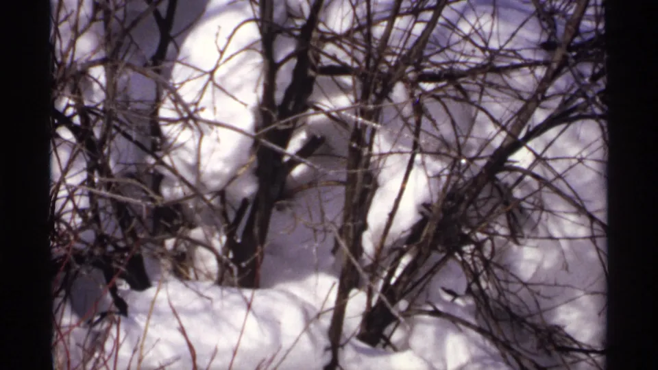 1971 Wisconsin winter frame with dark twigs and small trunks cutting across snow-covered ground.