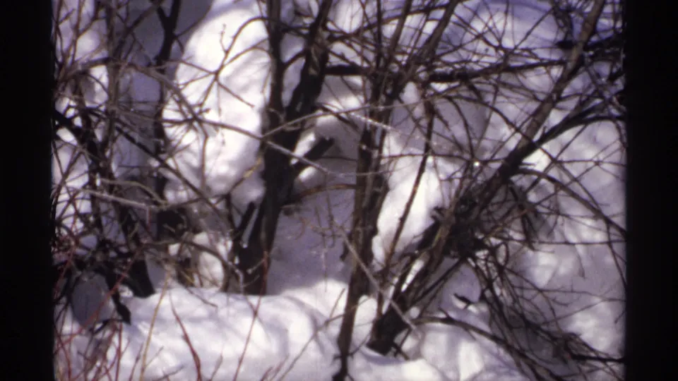 Close 8mm winter view of tangled bare brush over snow, identified by metadata as Wisconsin in 1971.