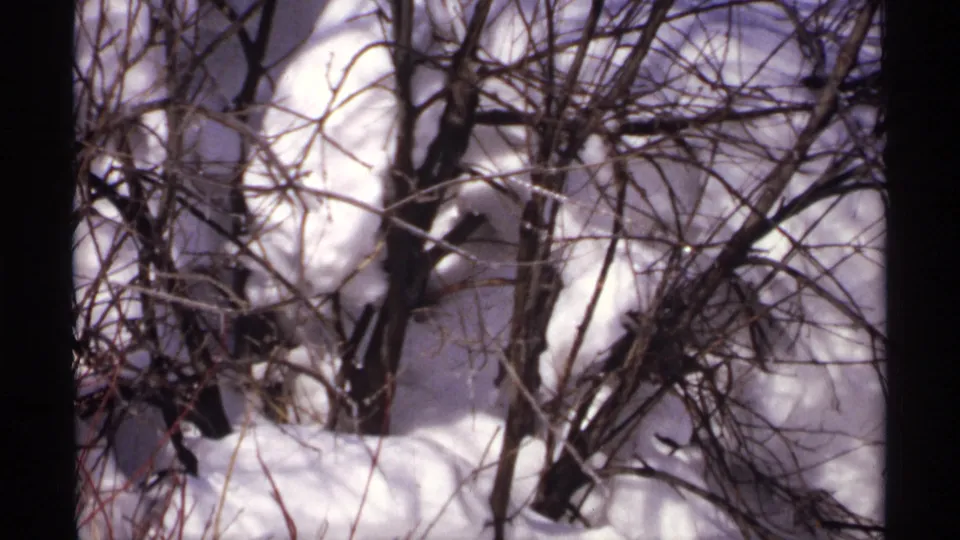 Steady 1971 Wisconsin home-movie frame of bare winter branches over a bright snow-covered ground surface.