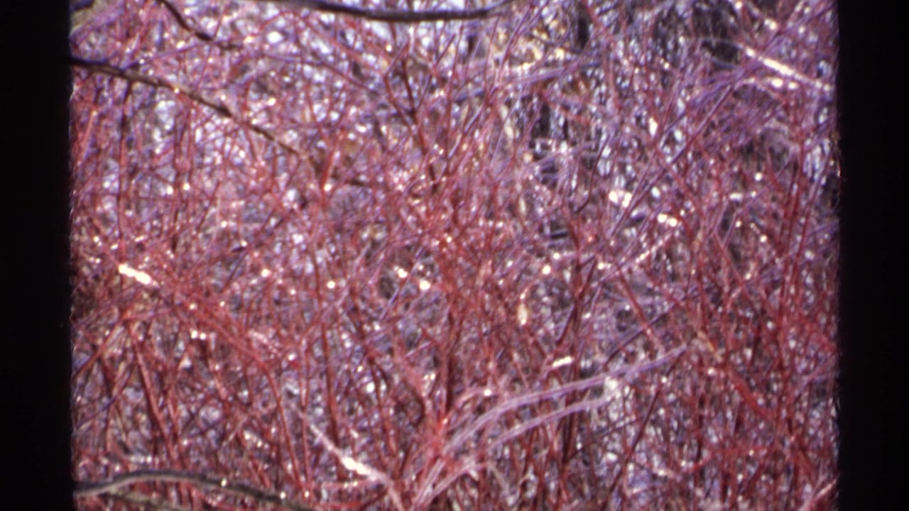 1971 Wisconsin 8mm frame showing a dense thicket of reddish twigs and bare winter branches with ice or snow highlights.