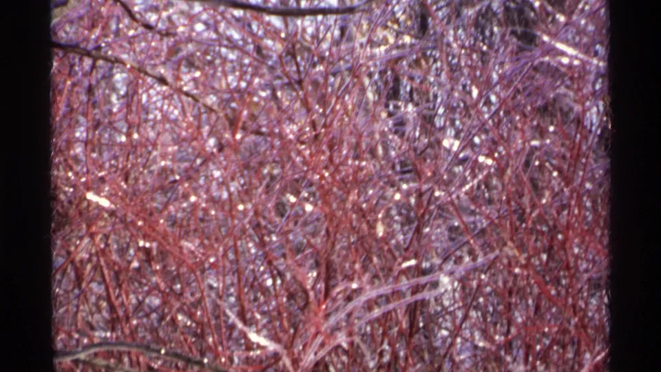 1971 Wisconsin 8mm frame showing a dense thicket of reddish twigs and bare winter branches with ice or snow highlights.