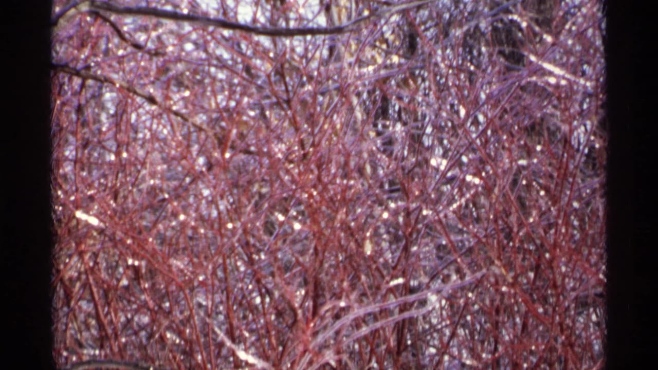 Bare branches and reddish twigs fill the frame with small bright ice highlights.