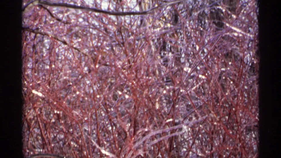 Wisconsin winter vegetation in a 1971 8mm frame, with reddish twig clusters, bare branches, and glints of ice.