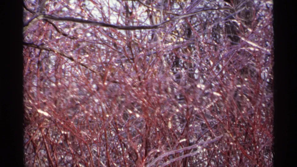 A 1971 Wisconsin home-movie frame lingers on tangled reddish twigs, bare branches, and small snowy highlights.