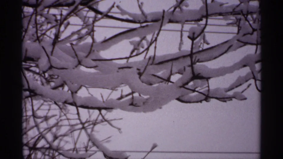 1971 Wisconsin 8mm close view of thick snow resting on bare foreground branches.