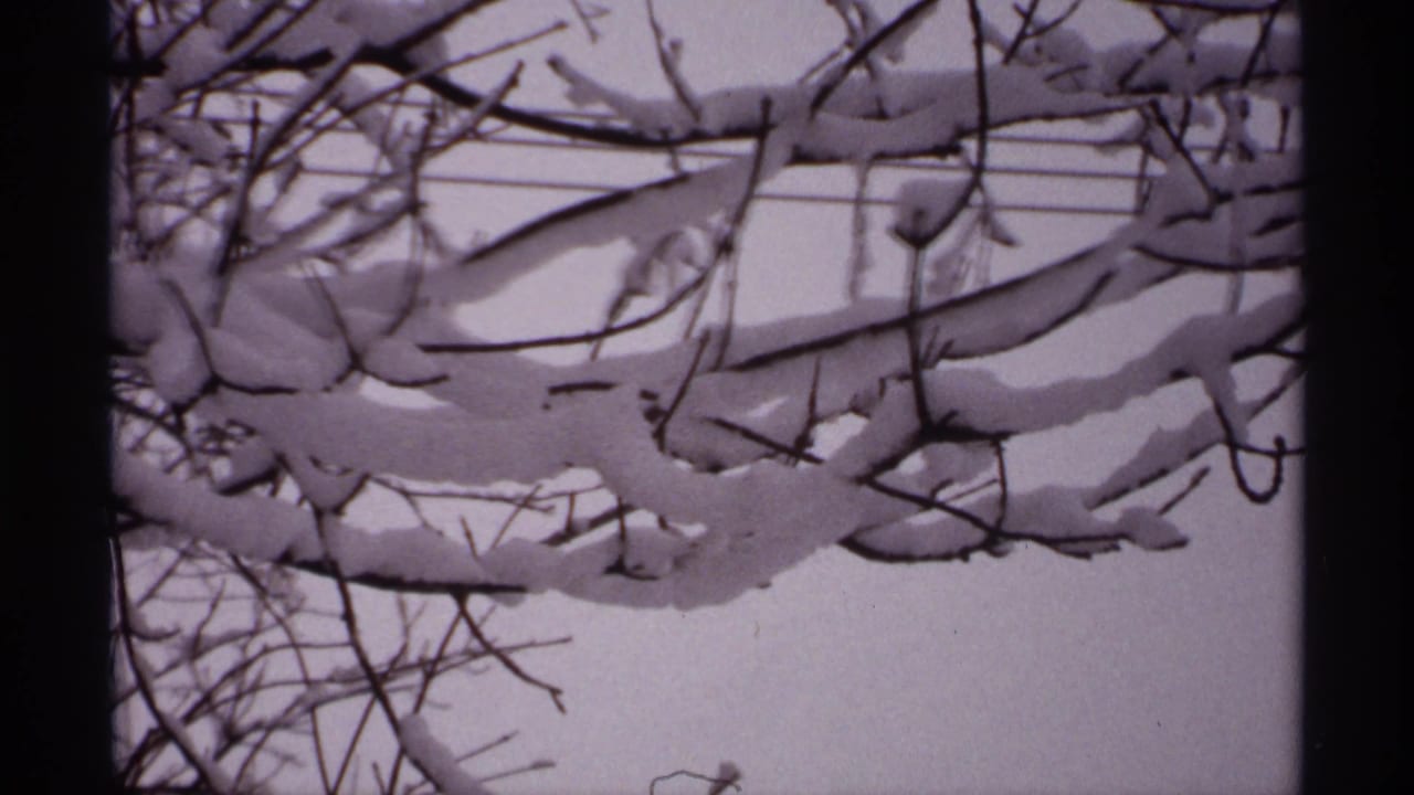 Snow-covered bare tree branches against a pale winter sky.